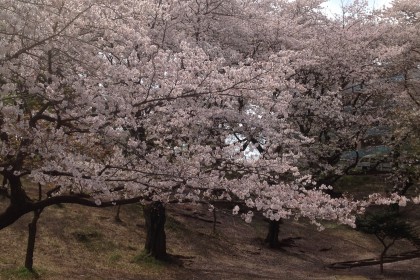 gulienの日常⑦。